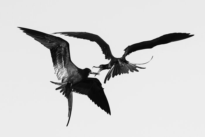 Bronze, Bird Behaviour: Kleptoparasitism By Bernhard Schubert