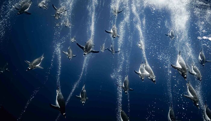 Bronze, Birds In The Environment: Back To Fishing By Romain Barats