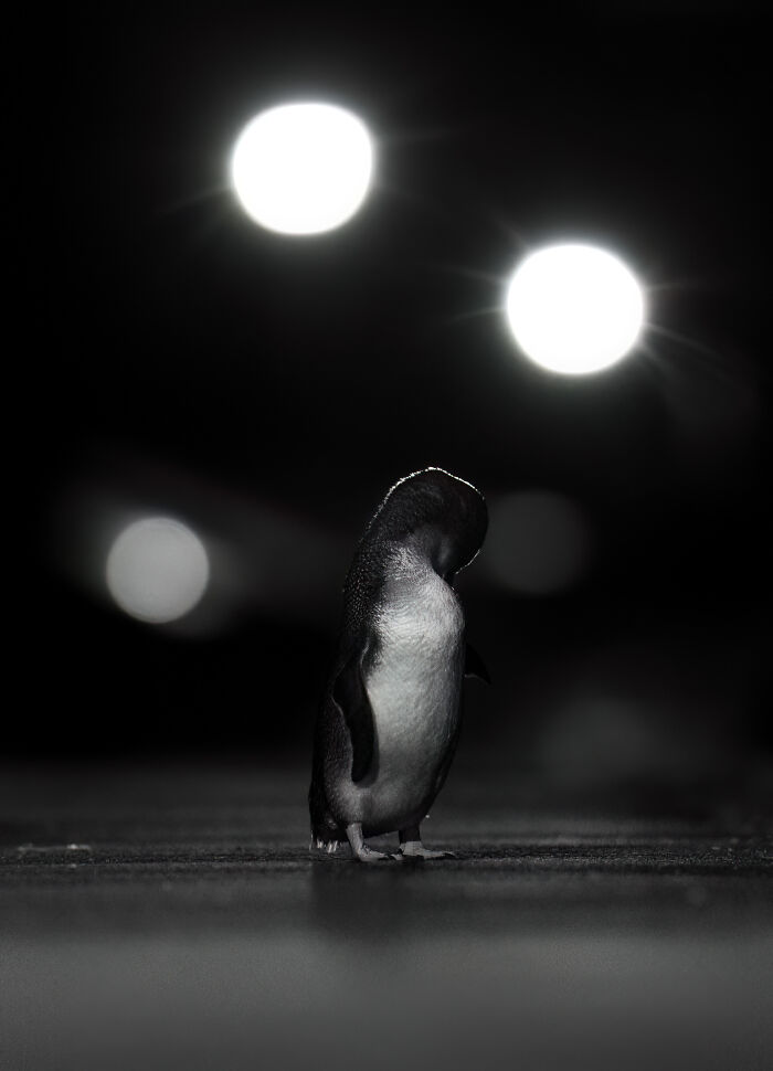 Bronze, Black And White: Promenade Preening By Julian Terreros-Martin