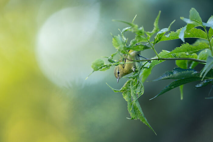 A small bird perched on a branch among green leaves, capturing a moment from the Audubon Photography Awards winners.
