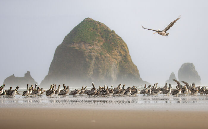 Pelicans on a misty beach with a large rock in the background, a striking scene from the Audubon Photography Awards winners.