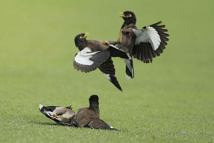Birds Or Boxers? By Reaz Ahmed Sumon