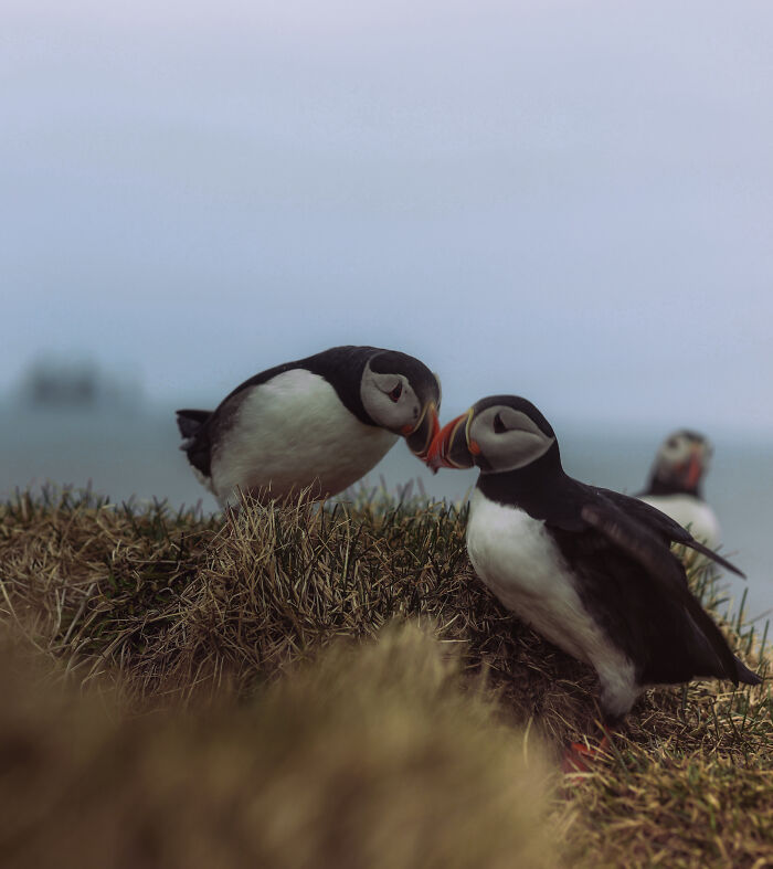 Birds In Love By Konstantina Agapitou