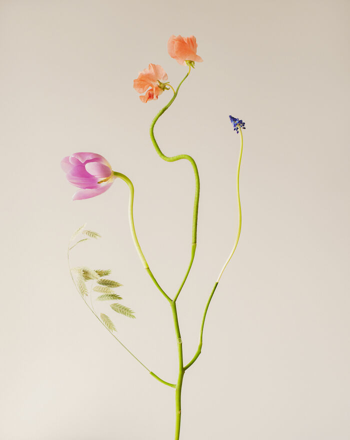 Jennifer Latour photo, an intricate flower composition with graceful pink and orange blooms on a light background.