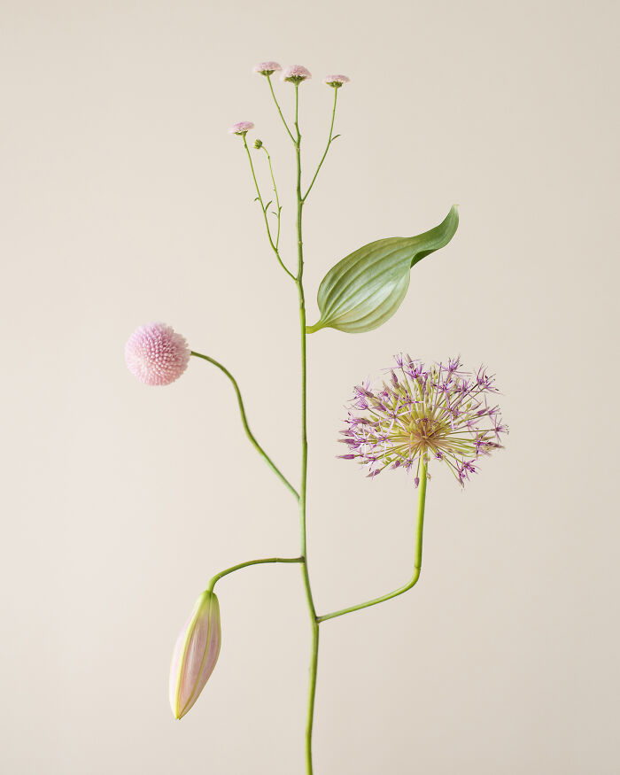 Jennifer Latour's photography captures an intricate flower composition with various pink blooms and a green leaf.
