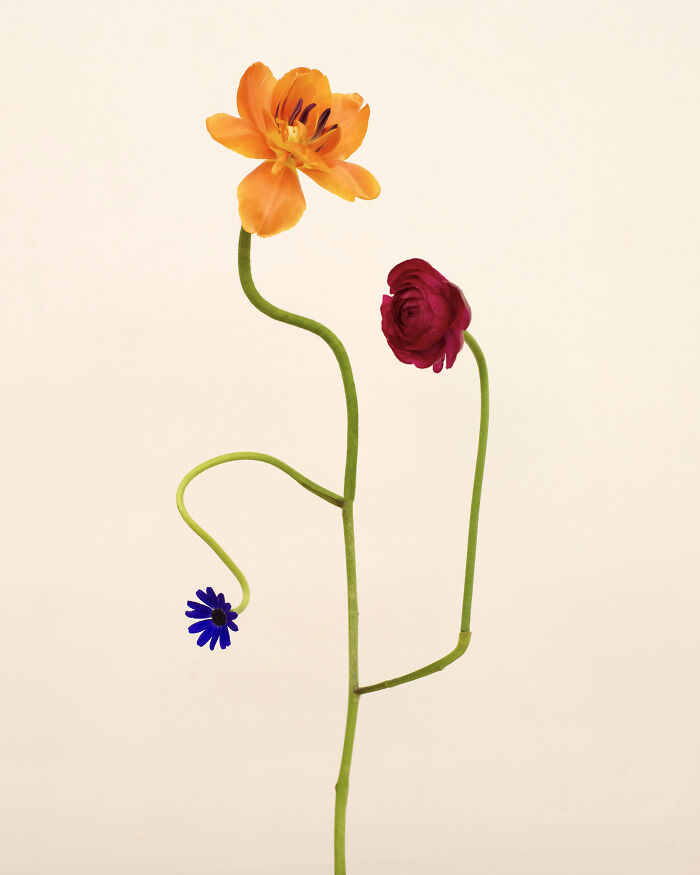 Jennifer Latour's photography presents intricate flower compositions, with vibrant orange, deep red, and small blue blooms on elegant stems.