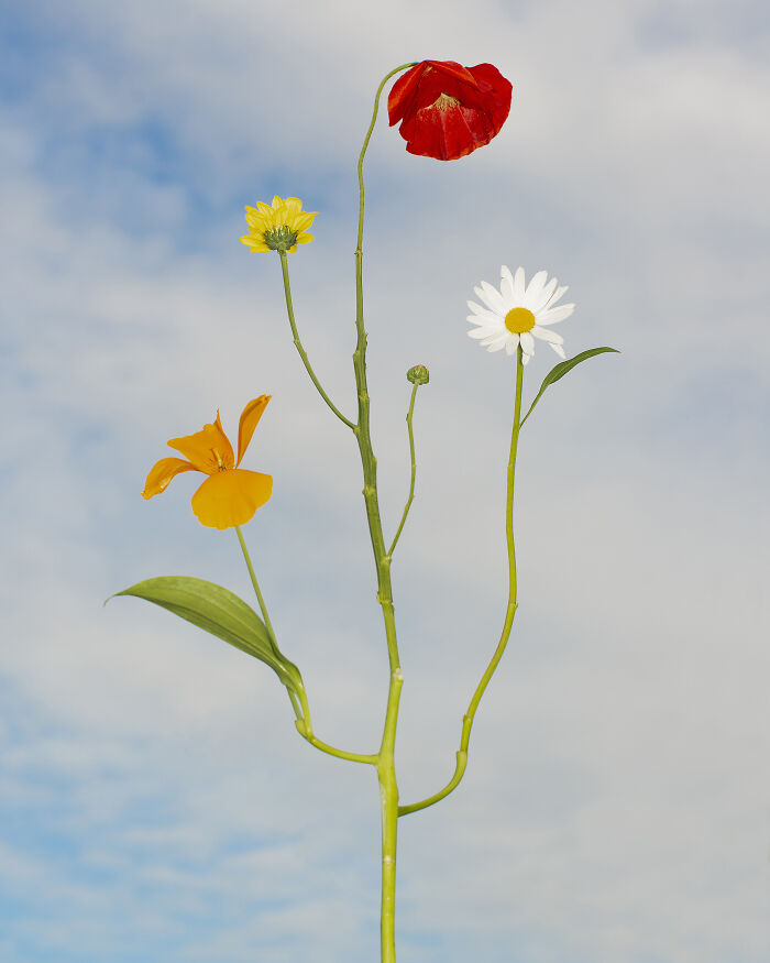 Jennifer Latour's photography features intricate flower compositions of various colors against a bright blue sky with clouds.