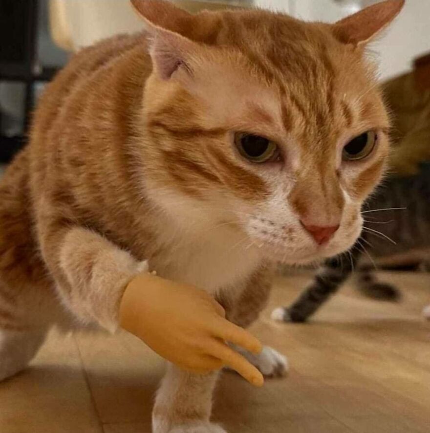 An uncomfortable orange cat with a tiny fake hand on its paw, looking directly at the camera.