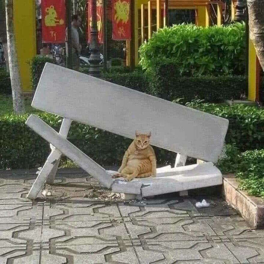 A chaotic and disturbing pic of a fat cat sitting on a broken park bench, looking disheveled and uncomfortable.