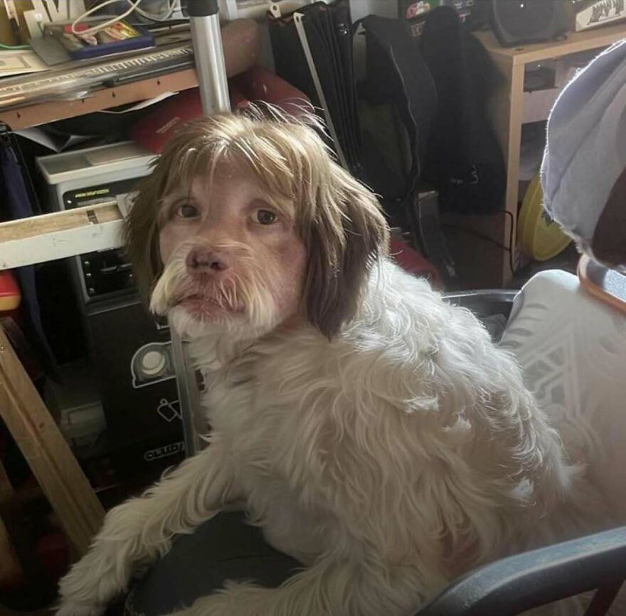 A disturbing pic of a dog with human-like hair, making you doubt your own sanity.