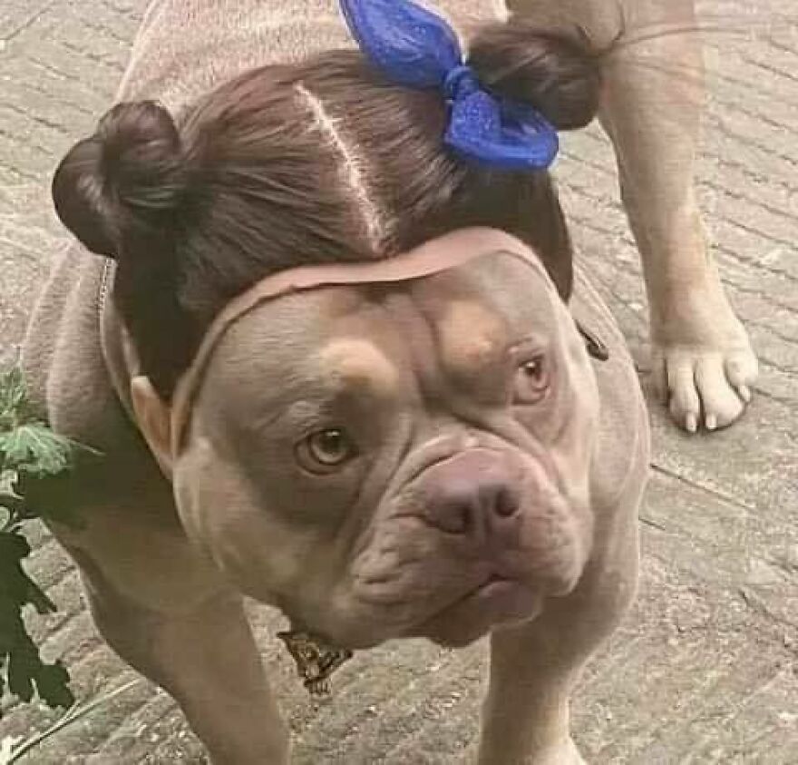 An uncomfortable pitbull wearing a wig with space buns and a blue bow, looking directly at the viewer.