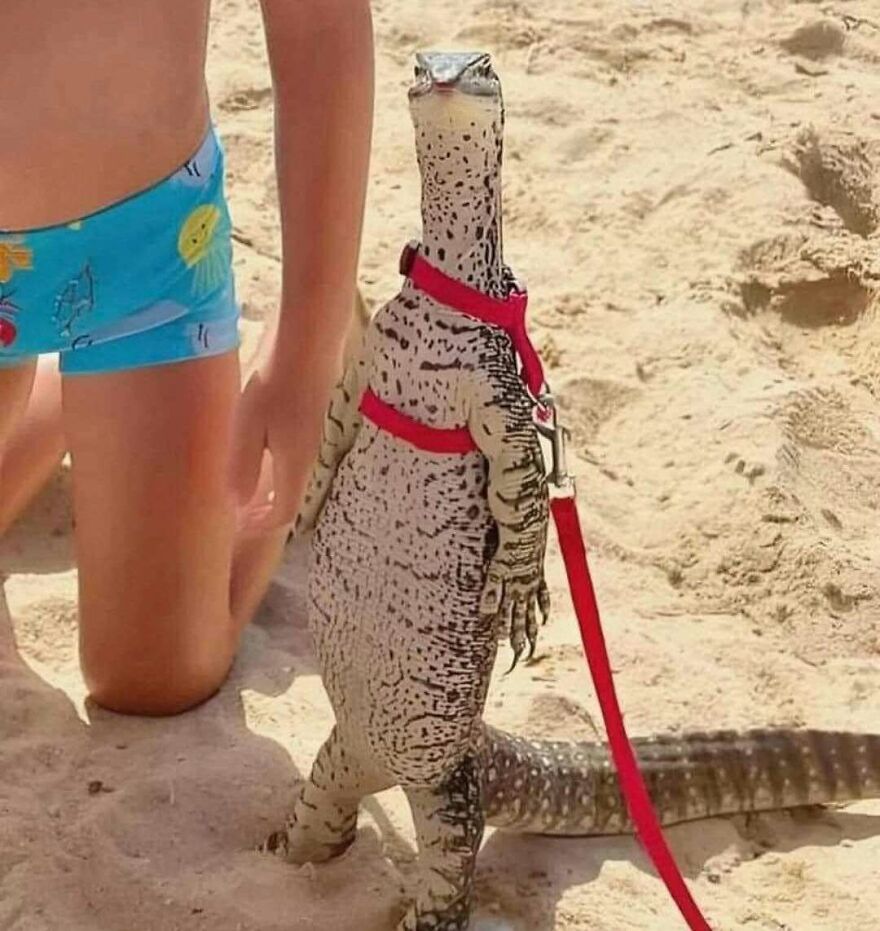 A disturbing pic of a lizard on a leash, walking upright on a sandy beach, causing you to doubt sanity.