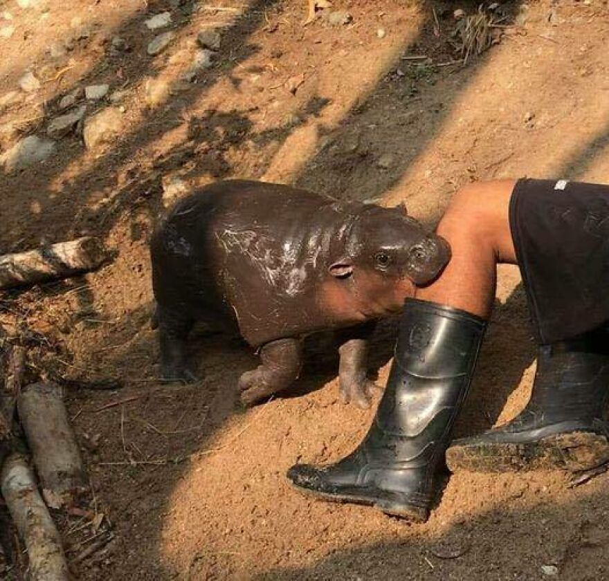 A chaotic pic of a small, muddy hippo nuzzling a person's leg, wearing black boots, outdoors.