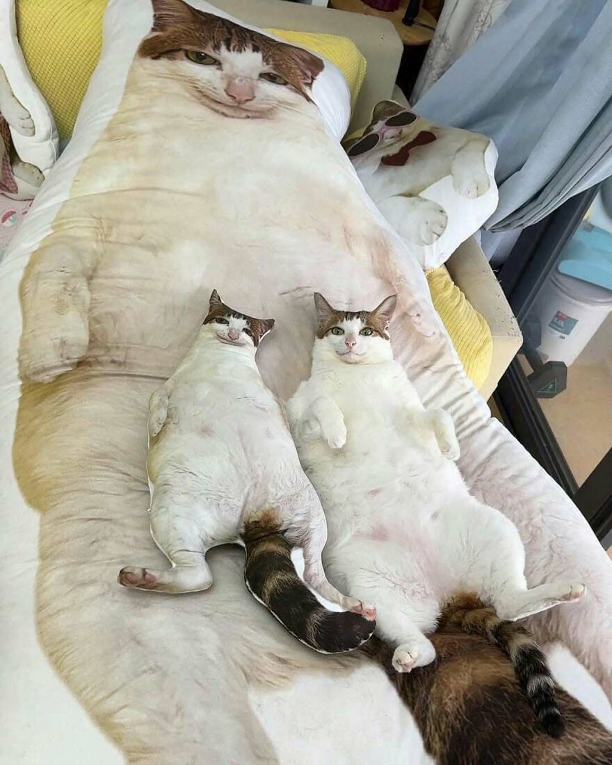 A chaotic image of two cats lying on a cat-shaped pillow, creating a disturbing and uncomfortable scene.