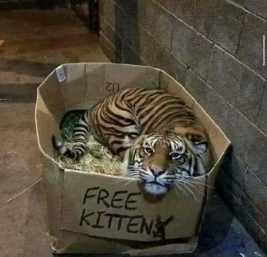 A disturbing pic of a full-grown tiger in a box labeled 'FREE KITTENS', making you doubt sanity.