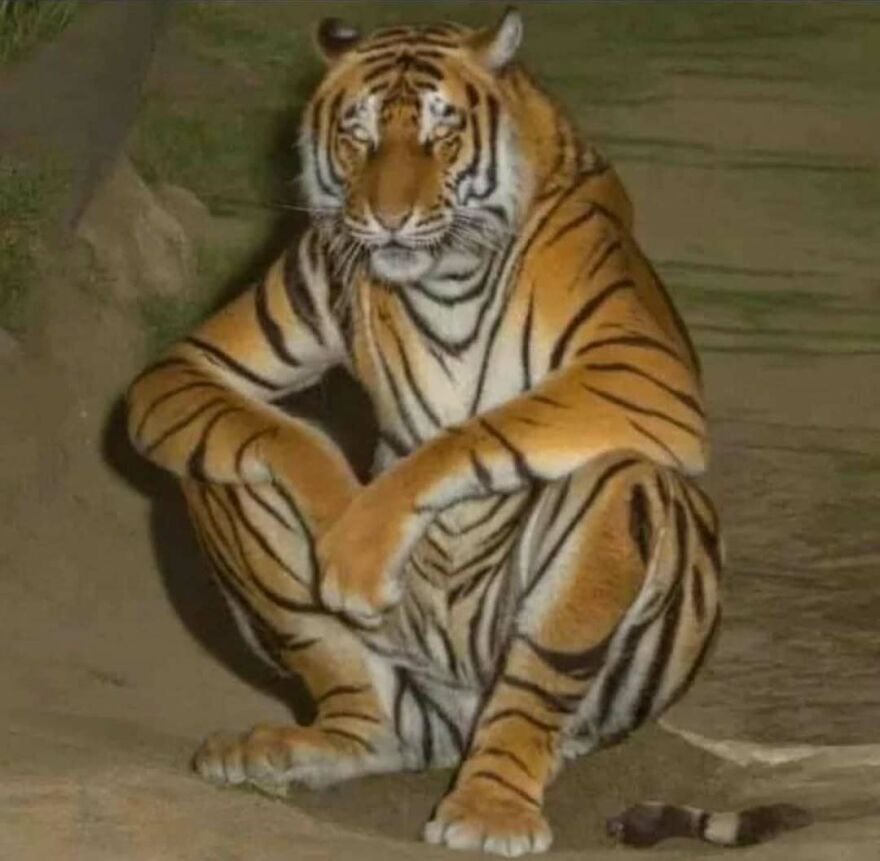 A disturbing pic of a tiger squatting like a human in a dimly lit environment.