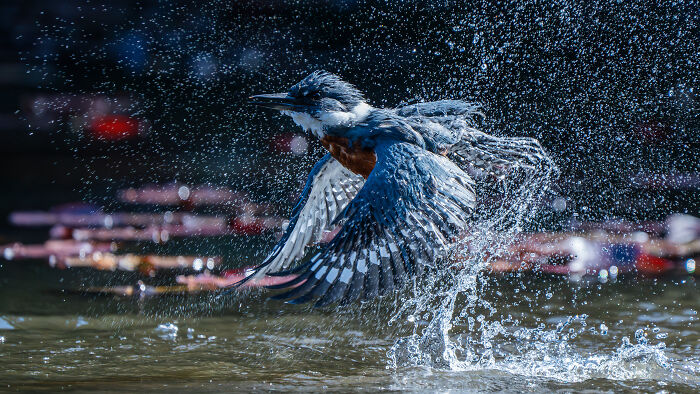 A kingfisher with blue and orange plumage shaking water from its feathers, creating a dramatic splash as it emerges from water, a winning Audubon Photography Awards image.