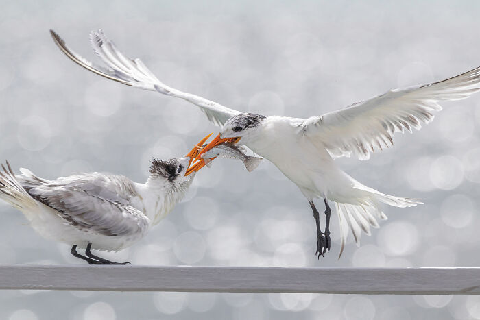 A large white bird in flight feeds a fish to another bird perched on a railing, highlighting the Audubon Photography Awards.