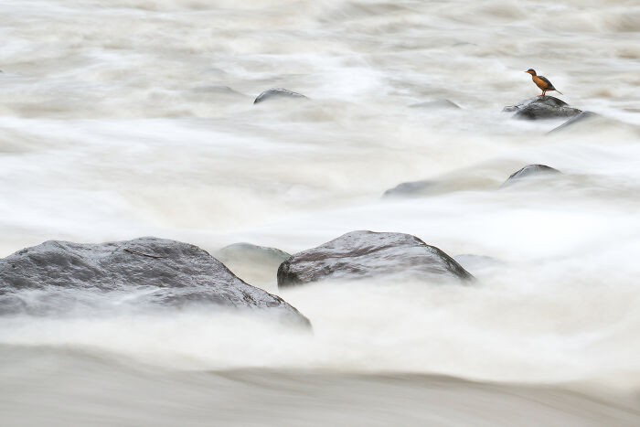 A small bird stands on a rock amidst swirling white water, an entry for the Audubon Photography Awards.