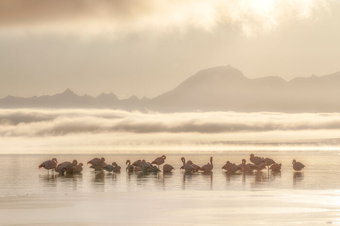 A flock of flamingos wades in shallow water under a misty sky, showcasing a moment for the Audubon Photography Awards.