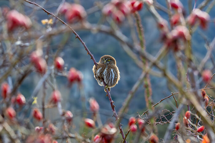 A small, fluffy owl perches on a thorny branch with red berries, a winner in the Audubon Photography Awards.