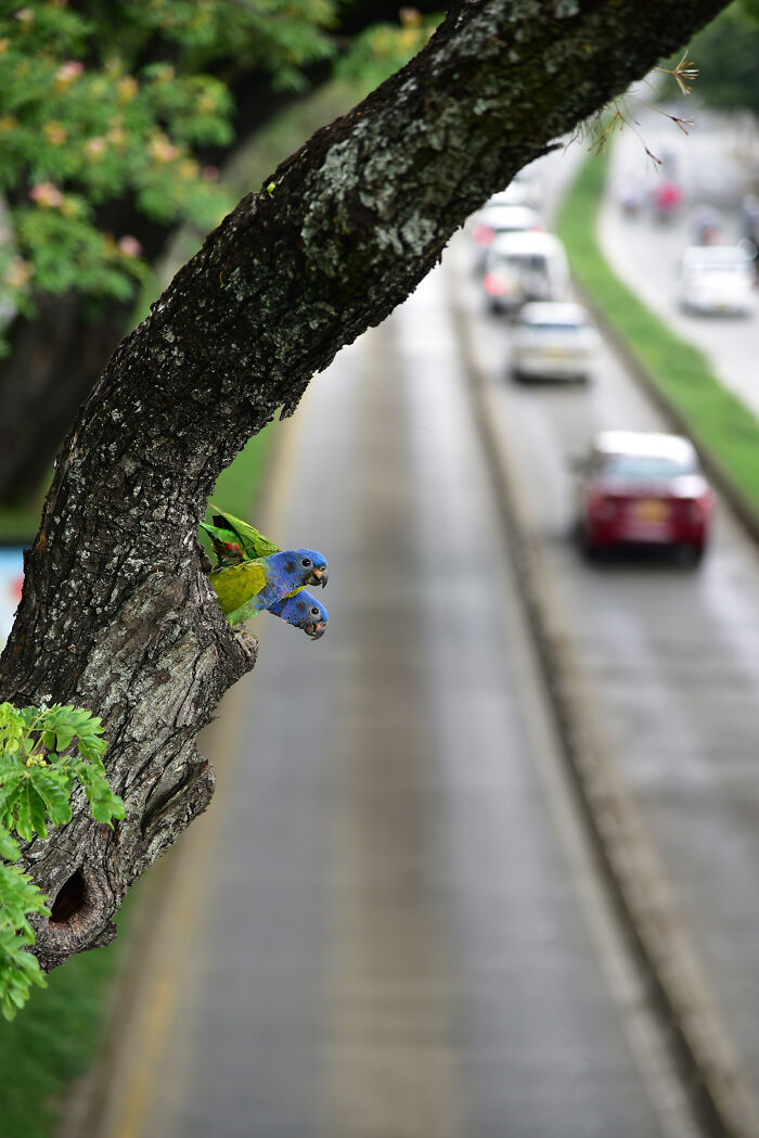 Two colorful parrots peek from a tree hollow beside a busy road, a capture for the Audubon Photography Awards.
