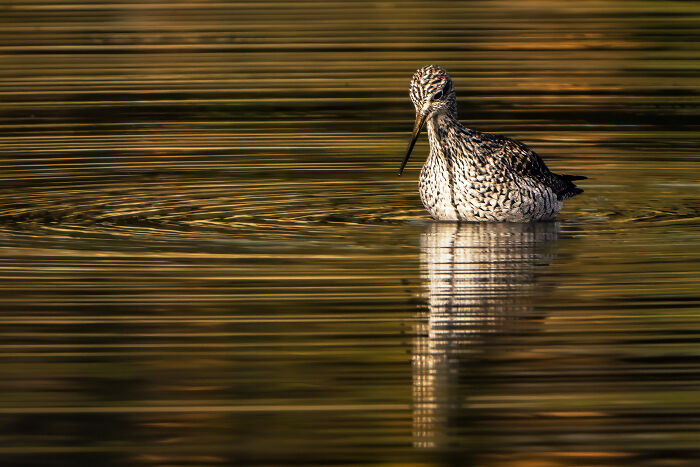 A spotted sandpiper wading in rippled golden water, reflecting beautifully, an Audubon Photography Awards winner.