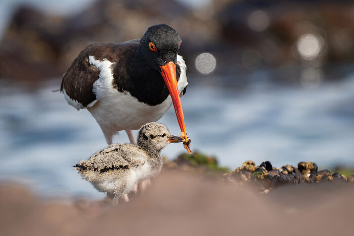 An American Oystercatcher feeding its chick, a powerful moment captured for the Audubon Photography Awards.