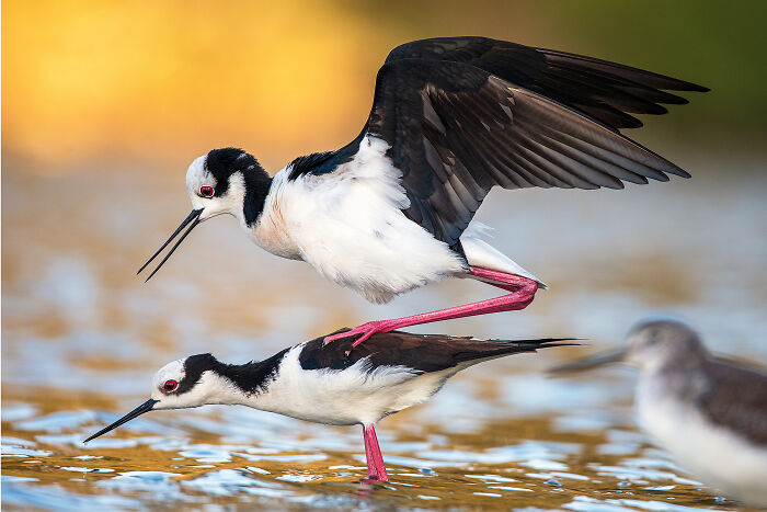 Two black-necked stilts in shallow water, one with wings spread, a winner in the Audubon Photography Awards.
