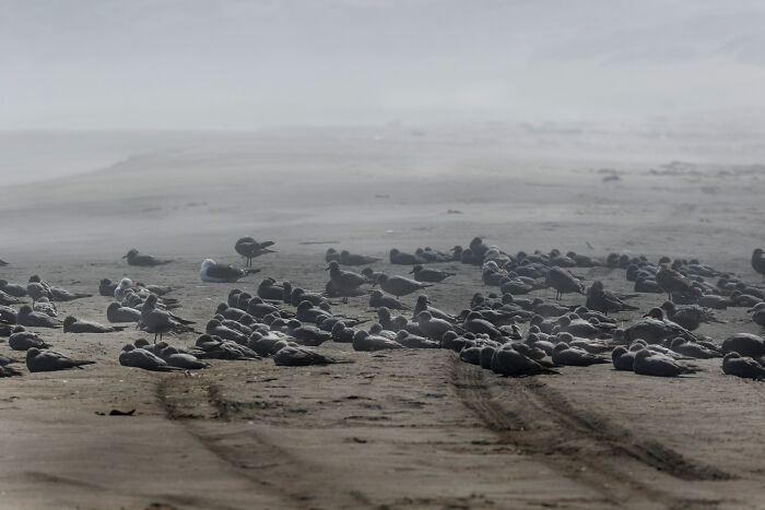 A large flock of birds, an Audubon Photography Awards winner, rests on a misty, sandy beach with tire tracks.