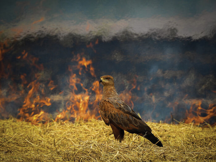 A majestic brown hawk, an Audubon Photography Awards winner, stands in a field with a wildfire raging behind it.