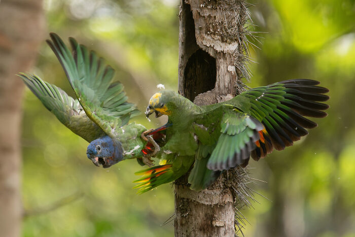 Two green parrots, an Audubon Photography Awards winner, fight near a tree hollow.