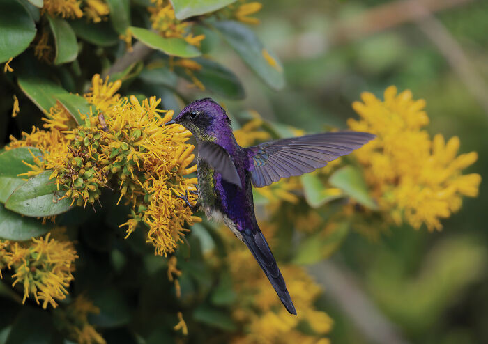 A vibrant purple hummingbird, an Audubon Photography Awards winner, sips nectar from bright yellow flowers.