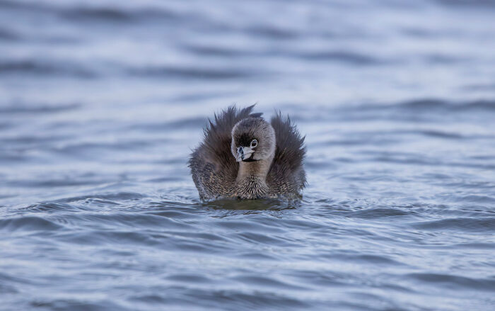 A fluffy, grey duckling, an Audubon Photography Awards winner, floats serenely on the water.