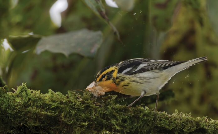 A small, colorful bird on a mossy branch, foraging for food, an entry from the Audubon Photography Awards winners.