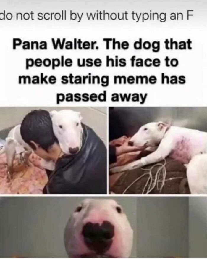 Sad edgy meme about dog Pana Walter used for staring meme passed away