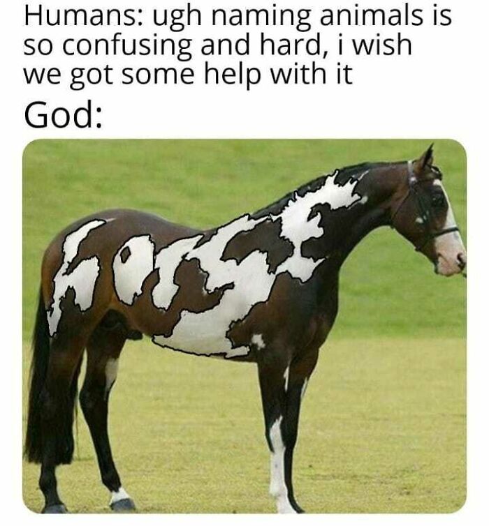 Edgy meme of horse with coat pattern spelling horse joking about naming animals