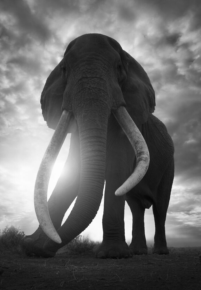 Powerful wildlife photo by Björn Persson of a large elephant with long tusks silhouetted against a dramatic sky.