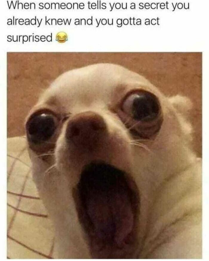 Funny introverts meme showing a Chihuahua with a wide-open mouth acting surprised at known gossip.