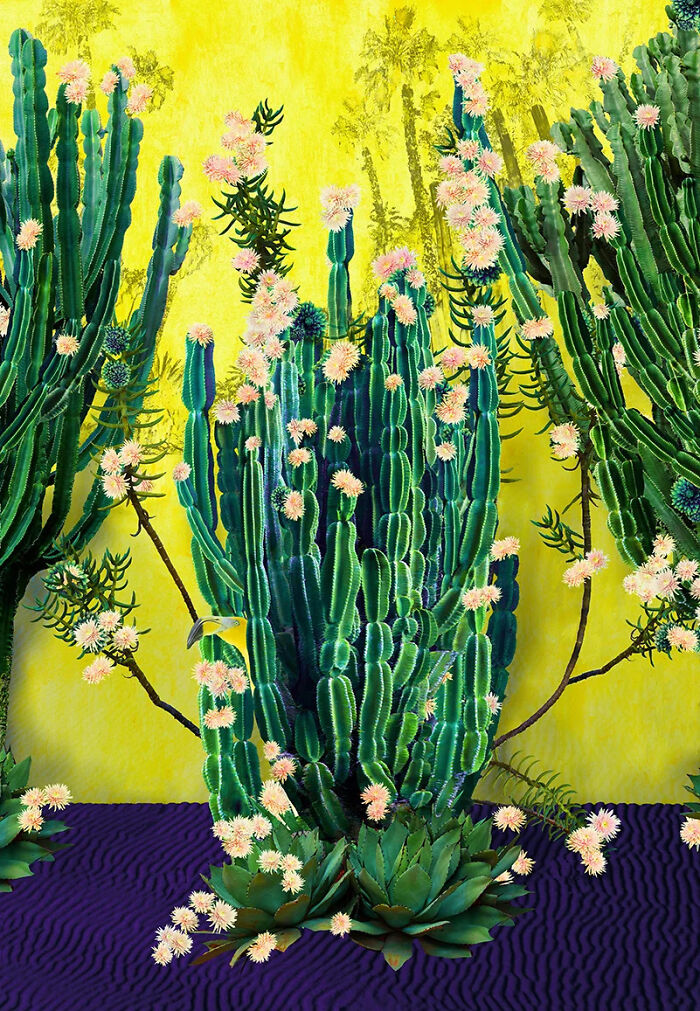 Cactus Blossom