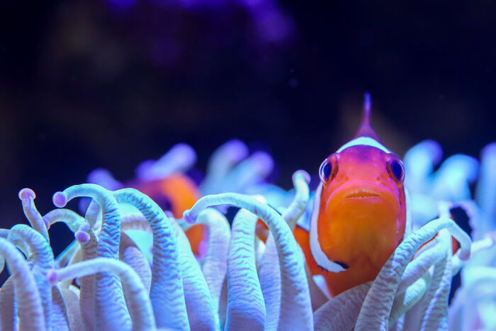 An orange clownfish peeking out from an anemone, symbolizing animal conservation efforts in zoos.