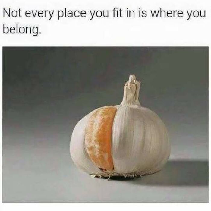 An orange slice inside a garlic bulb, showing why some introverts feel like they do not fit in.