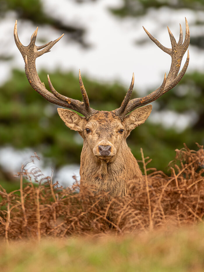 A majestic deer with large antlers, a winning photo from the BIAZA Photo Competition 2026, celebrating animal conservation.