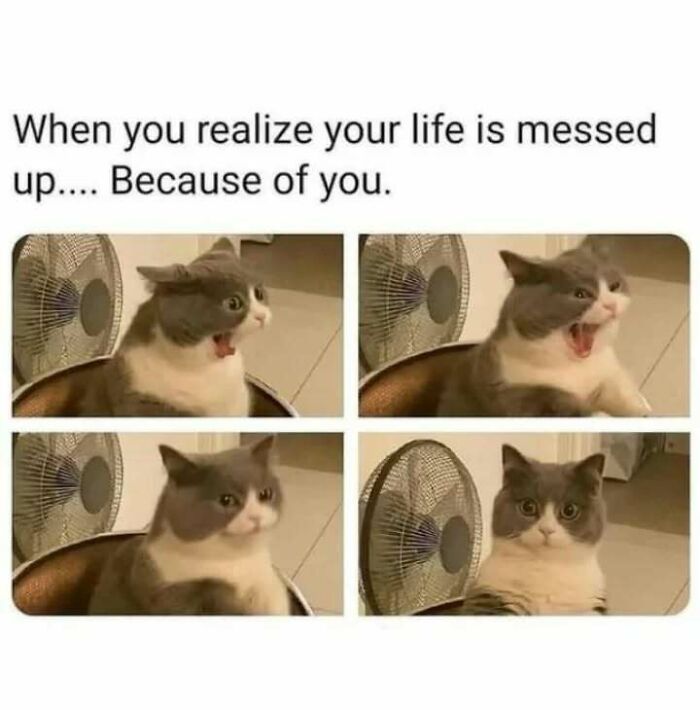 A shocked cat realizing its own mistakes, representing funny memes for introverts.