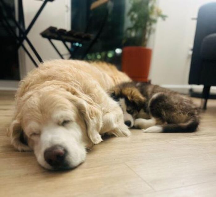 A large golden retriever dog and a small husky puppy sleeping peacefully together on a wooden floor. A woman built a community to help pet owners. A large golden retriever dog and a small husky puppy sleeping peacefully together on a wooden floor. A woman built a community to help pet owners.
