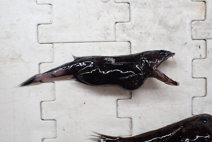 Small black swallower fish species from the bottom of the ocean on a white surface