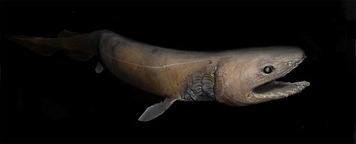 A rare frilled shark, a fascinating creature discovered at the bottom of the ocean
