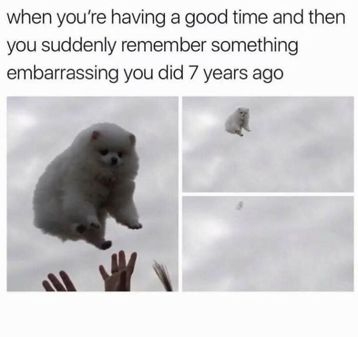 A fluffy white dog flying away, illustrating funny memes for introverts.