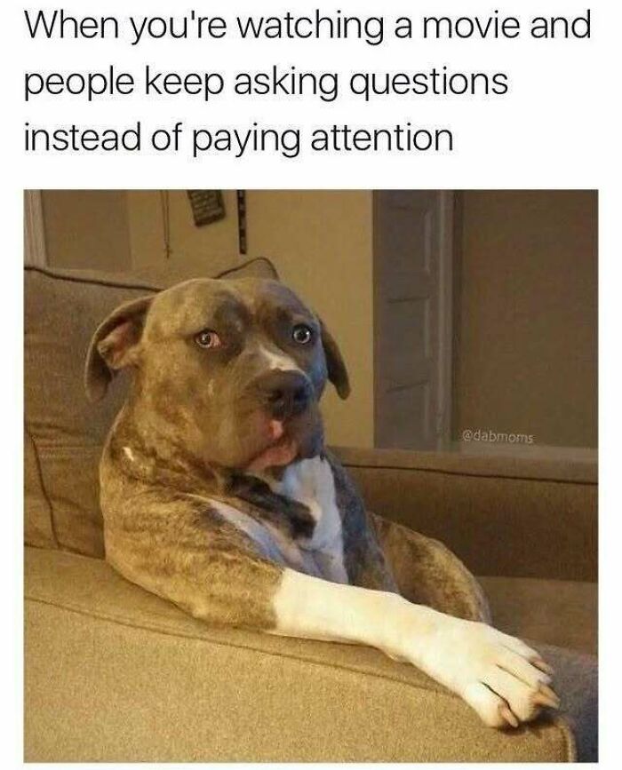 An annoyed dog on a couch, showing relatable memes for introverts.