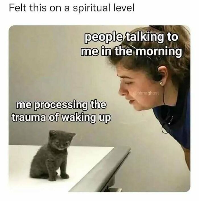 Relatable memes for introverts with a tiny kitten ignoring a person talking to it in the morning.